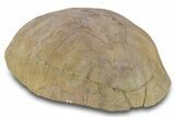 Fossil Tortoise (Stylemys) Shell - Wyoming #299820-6